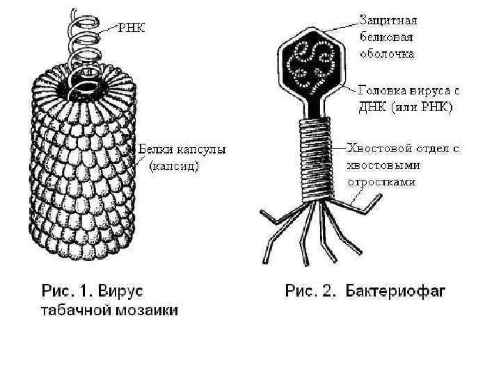 Строение сложных вирусов рисунок