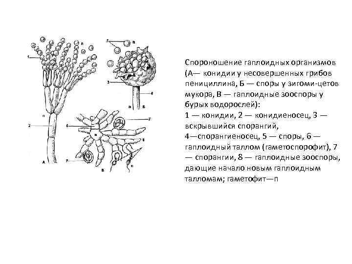 Спороношение гаплоидных организмов (А— конидии у несовершенных грибов пенициллина, Б — споры у зигоми-цетов