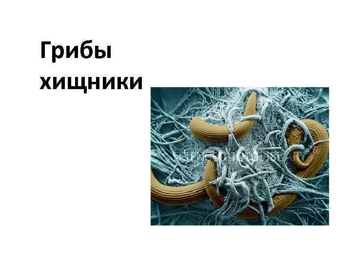 Грибы хищники. Хищные грибы нематода. Грибы-хищники представители. Какие есть грибы хищники. Грибы хищники примеры.