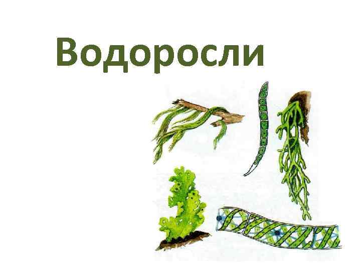 Водоросли 