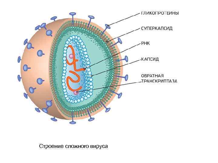 Строение вируса рисунок с подписями