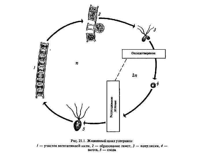 Цикл низший 1. Жизненный цикл зеленой водоросли улотрикса. Жизненный цикл улотрикса. Жизненный цикл водорослей улотрикс. Улотрикс жизненный цикл циклы.