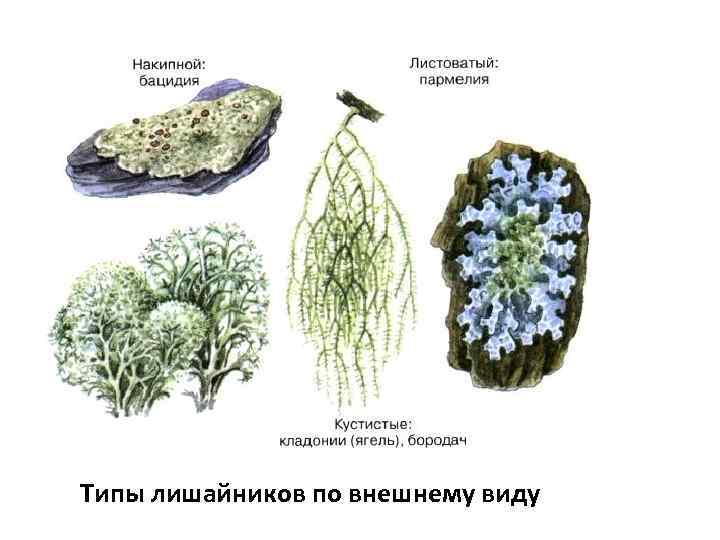 Типы лишайников по внешнему виду 