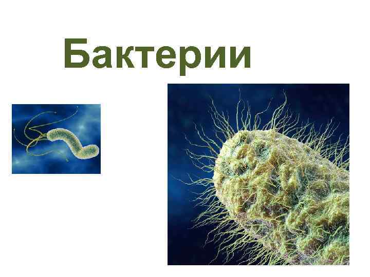 Бактерии 