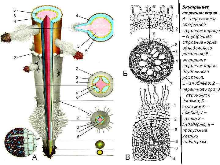 Внутреннее строение корня. А – первичное и вторичное строение корня; Б – внутреннее строение