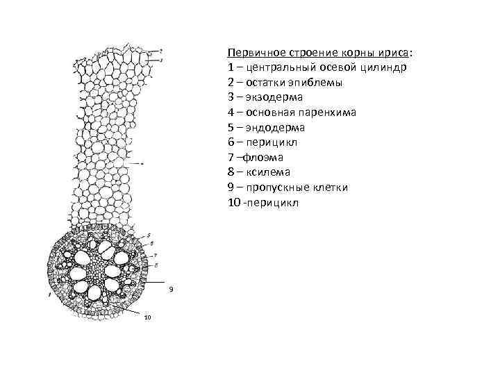 Первичное строение корны ириса: 1 – центральный осевой цилиндр 2 – остатки эпиблемы 3