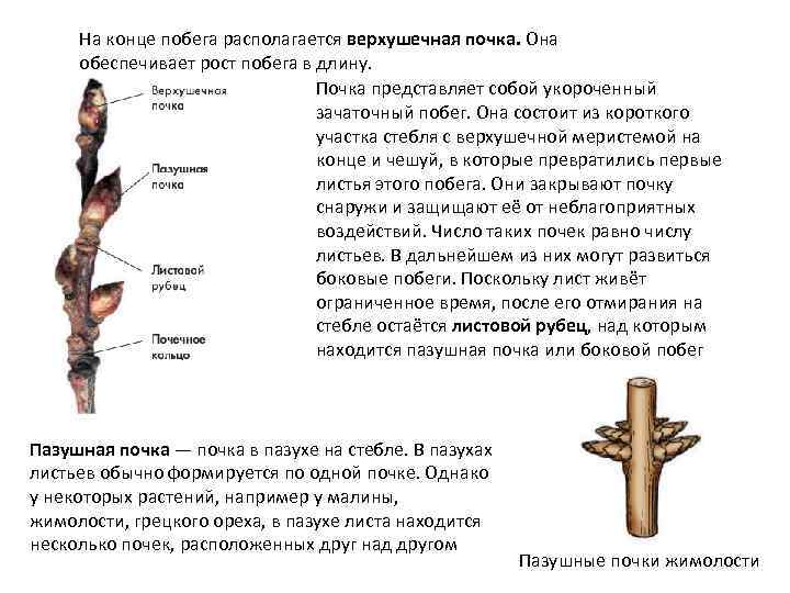 На конце побега располагается верхушечная почка. Она обеспечивает рост побега в длину. Почка представляет