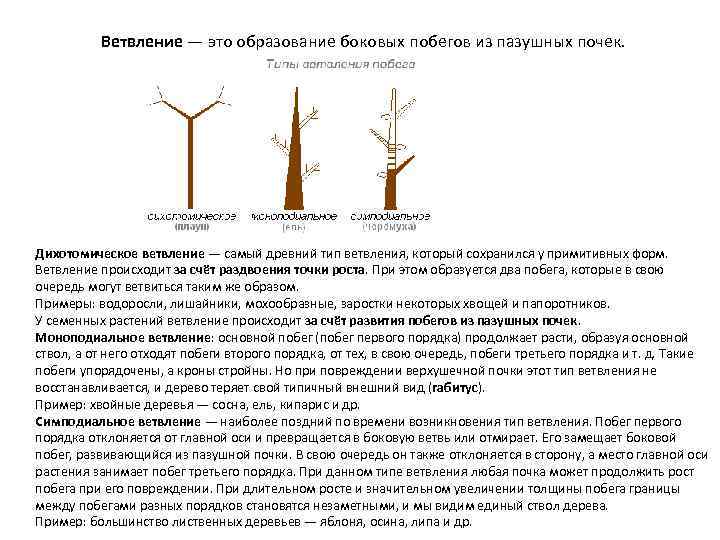 Дихотомическое ветвление