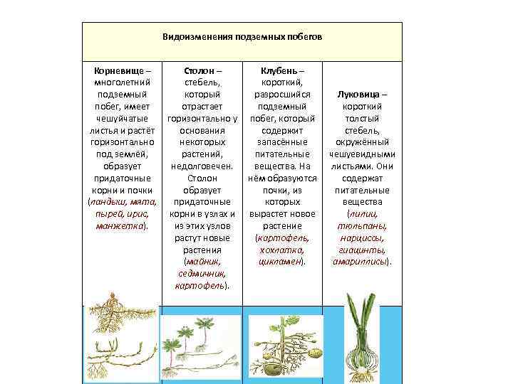 Видоизменения подземных побегов Корневище – многолетний подземный побег, имеет чешуйчатые листья и растёт горизонтально