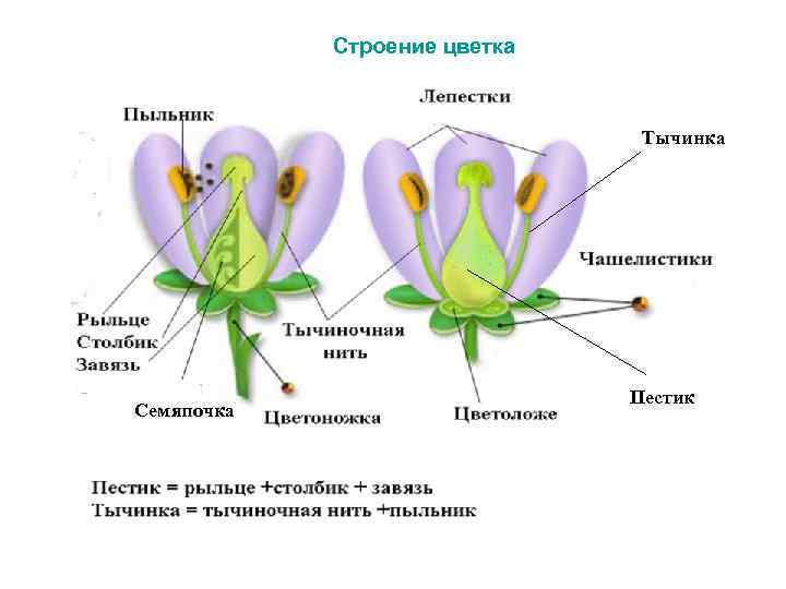 Какие части имеет цветок