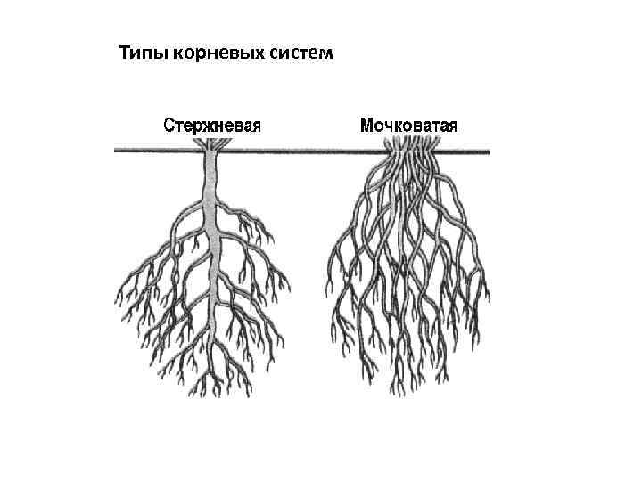 Типы корневых систем 