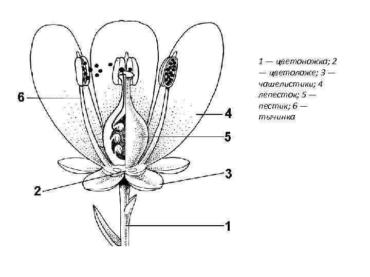 1 — цветоножка; 2 — цветоложе; 3 — чашелистики; 4 лепесток; 5 — пестик;