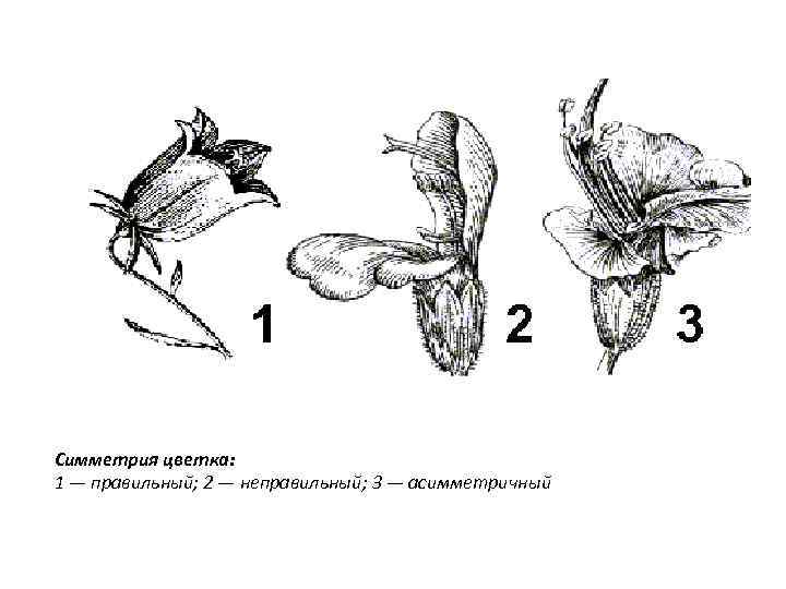 Симметрия цветка: 1 — правильный; 2 — неправильный; 3 — асимметричный 