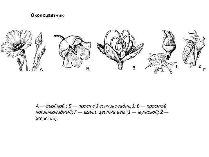 Цветок с двойным околоцветником рисунок