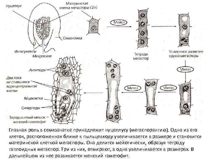 Главная роль в семязачатке принадлежит нуцеллусу (мегаспорангию). Одна из его клеток, расположенная ближе к