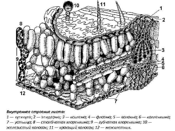 Внутреннее строение листа: 1 — кутикула; 2 — эпидерма; 3 — ксилема; 4 —