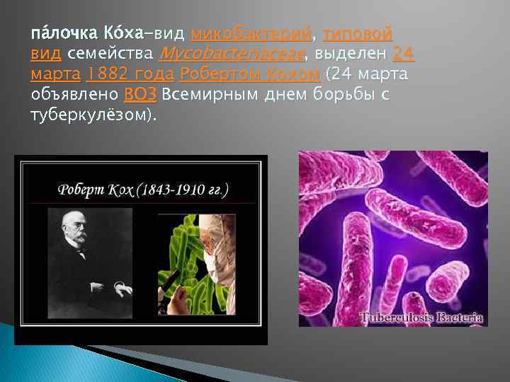 па лочка Ко ха-вид микобактерий, типовой вид семейства Mycobacteriaceae, выделен 24 марта 1882 года