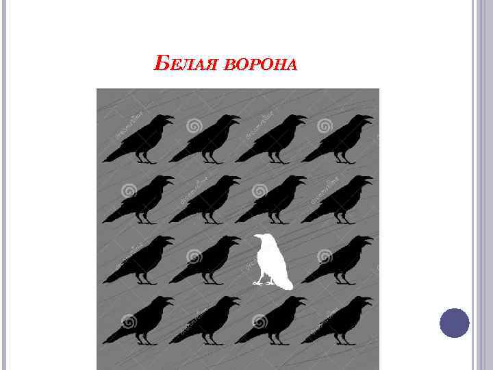 БЕЛАЯ ВОРОНА 