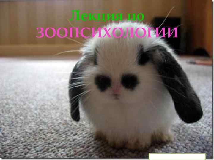 Лекция по ЗООПСИХОЛОГИИ 