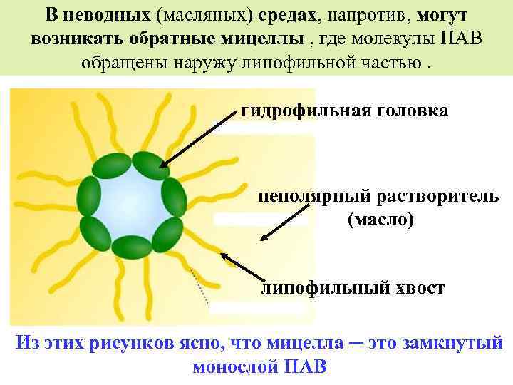 В неводных (масляных) средах, напротив, могут возникать обратные мицеллы , где молекулы ПАВ обращены