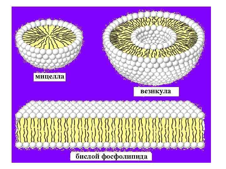 мицелла везикула бислой фосфолипида 