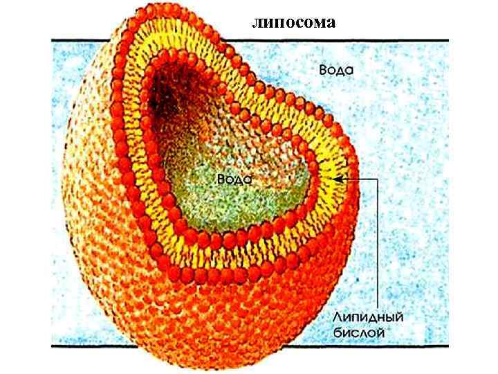 липосома 