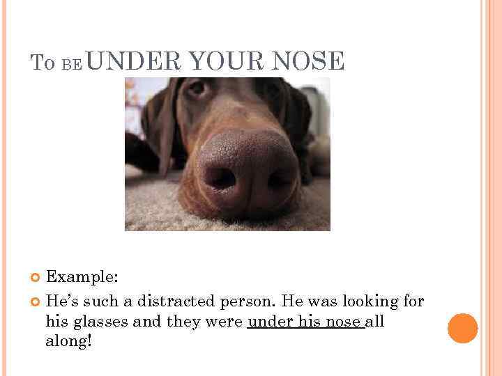 TO BE UNDER YOUR NOSE Example: He’s such a distracted person. He was looking