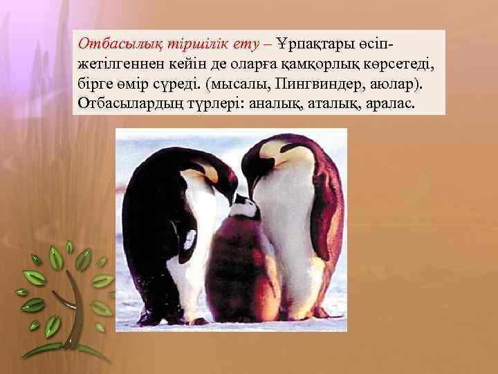 Отбасылық тіршілік ету – Ұрпақтары өсіпжетілгеннен кейін де оларға қамқорлық көрсетеді, бірге өмір сүреді.