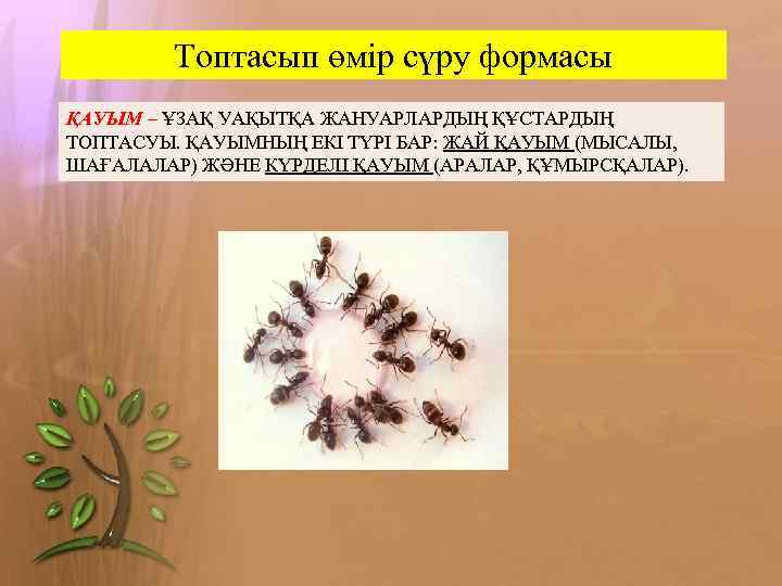 Топтасып өмір сүру формасы ҚАУЫМ – ҰЗАҚ УАҚЫТҚА ЖАНУАРЛАРДЫҢ ҚҰСТАРДЫҢ ТОПТАСУЫ. ҚАУЫМНЫҢ ЕКІ ТҮРІ