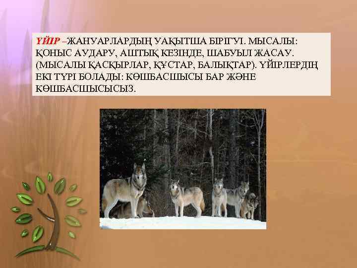 ҮЙІР –ЖАНУАРЛАРДЫҢ УАҚЫТША БІРІГУІ. МЫСАЛЫ: ҚОНЫС АУДАРУ, АШТЫҚ КЕЗІНДЕ, ШАБУЫЛ ЖАСАУ. (МЫСАЛЫ ҚАСҚЫРЛАР, ҚҰСТАР,