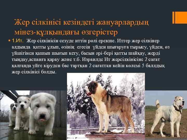 Жер сілкінісі кезіндегі жануарлардың мінез-құлқындағы өзгерістер § 1. Ит. Жер сілкінісін сезуде иттін рөлі