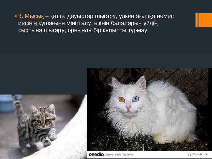 § 3. Мысық – қатты дауыстар шығару, үлкен ағашқа немес иесінің құшағына мініп алу,