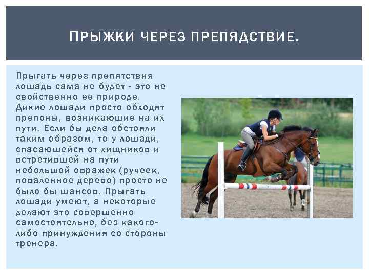 П РЫЖКИ ЧЕРЕЗ ПРЕПЯДСТВИЕ. Прыгать через препятствия лошадь сама не будет - это не