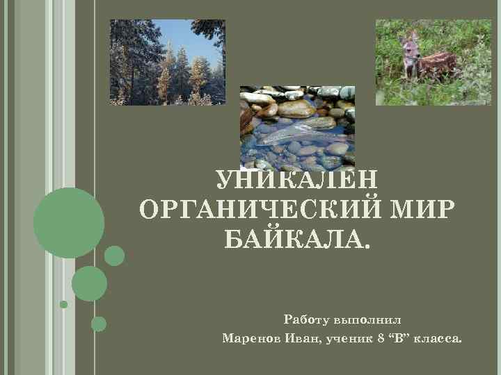 УНИКАЛЕН ОРГАНИЧЕСКИЙ МИР БАЙКАЛА. Работу выполнил Маренов Иван, ученик 8 “В” класса. 