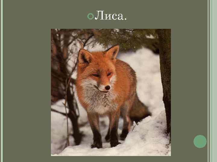  Лиса. 