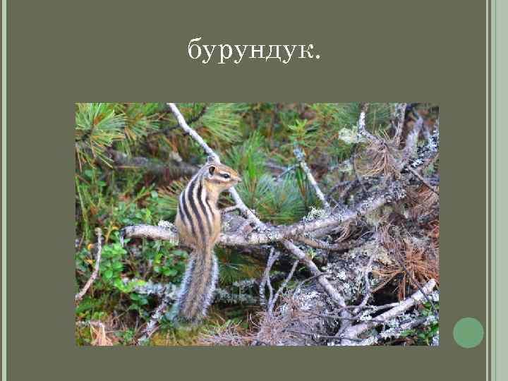 бурундук. 