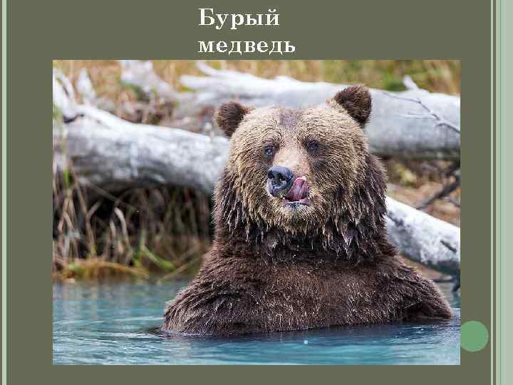 Бурый медведь 