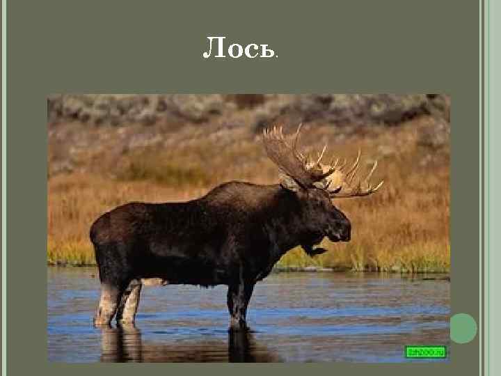 Лось. 