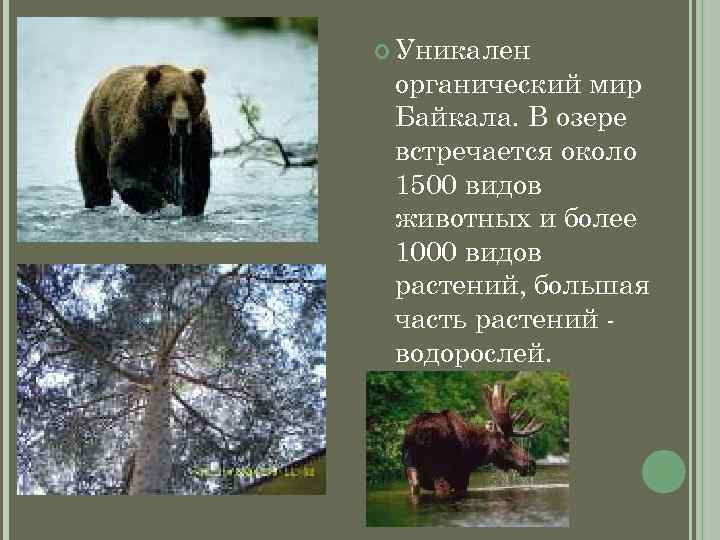  Уникален органический мир Байкала. В озере встречается около 1500 видов животных и более