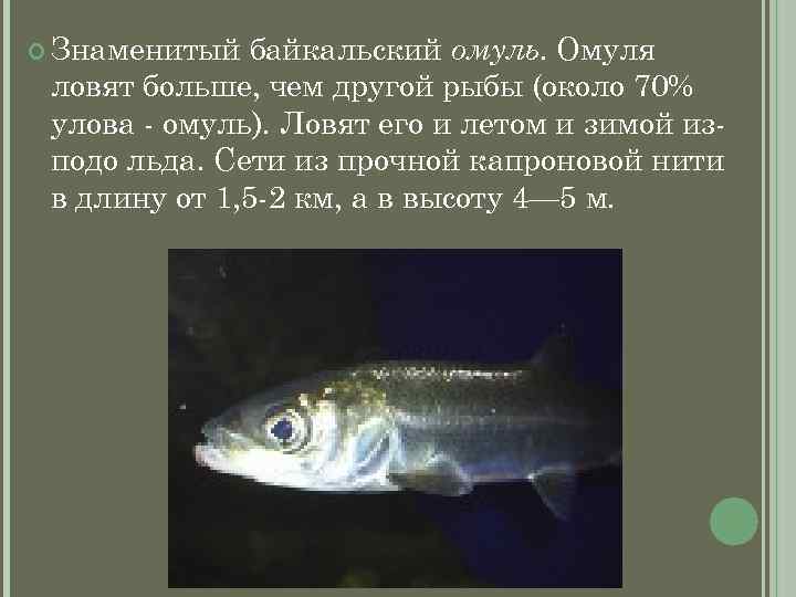  Знаменитый байкальский омуль. Омуля ловят больше, чем другой рыбы (около 70% улова -