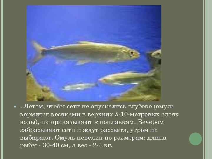  . Летом, чтобы сети не опускались глубоко (омуль кормится косяками в верхних 5