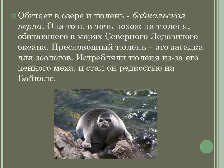  Обитает в озере и тюлень - байкальская нерпа. Она точь-в-точь похож на тюленя,