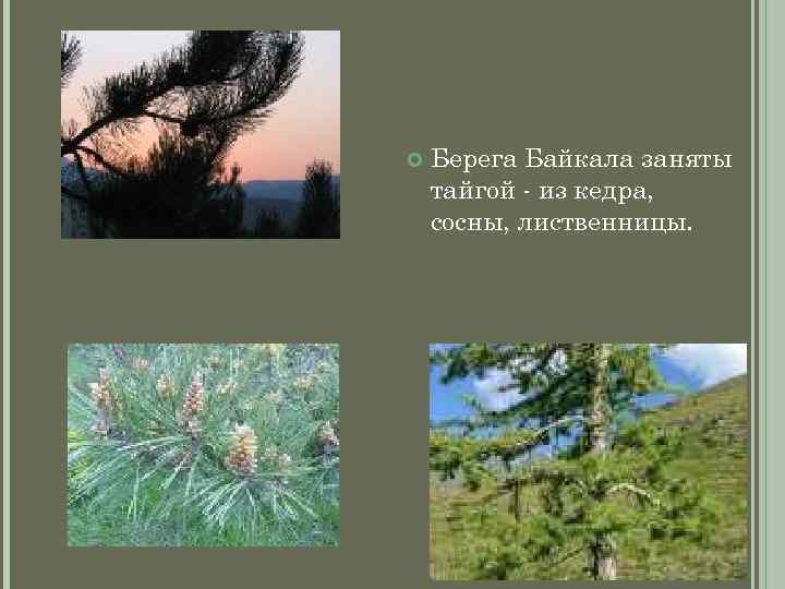  Берега Байкала заняты тайгой - из кедра, сосны, лиственницы. 
