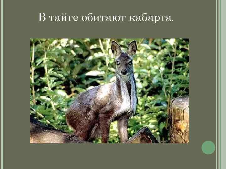 В тайге обитают кабарга. 