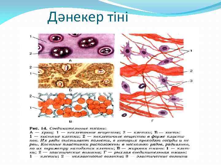 Дәнекер тіні 