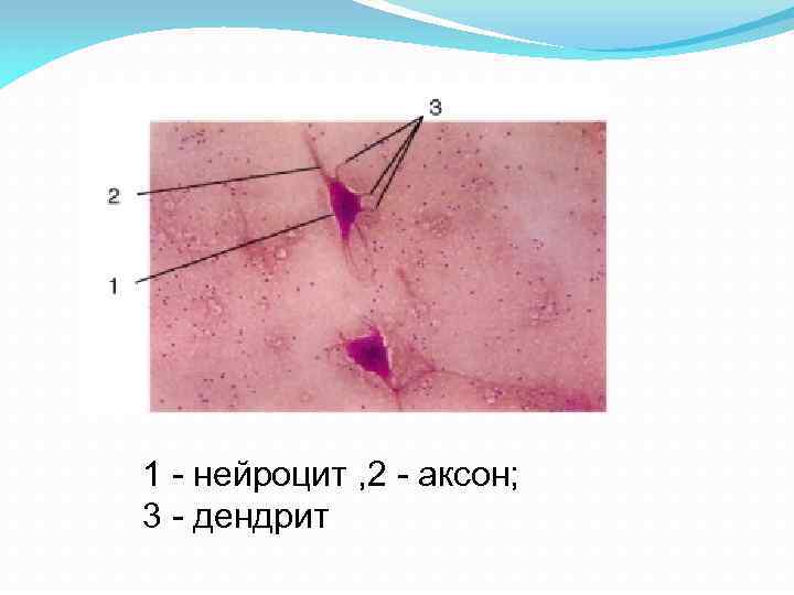 1 - нейроцит , 2 - аксон; 3 - дендрит 