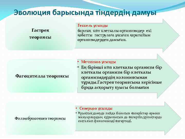 Эволюция барысында тіндердің дамуы Гастрея теориясы • Геккель ұсынды • барлық көп клеткалы организмдер