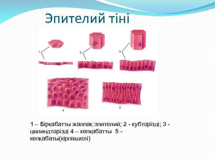 Эпителий тіні 1 – Бірқабатты жалпақ эпителий; 2 - кубтәрізді; 3 цилиндтәрізді 4 –