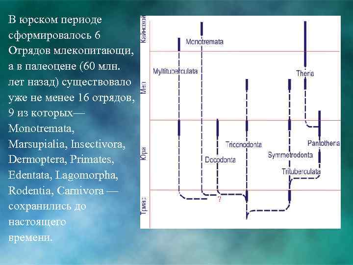 В юрском периоде сформировалось 6 Отрядов млекопитающи, а в палеоцене (60 млн. лет назад)