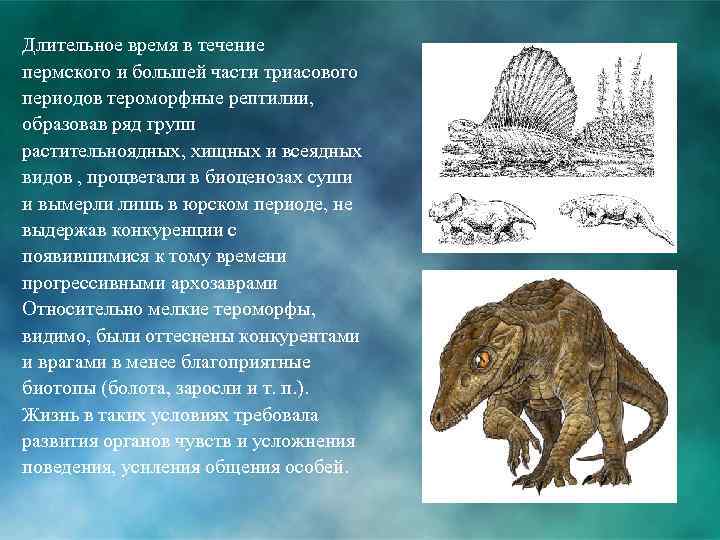 Длительное время в течение пермского и большей части триасового периодов тероморфные рептилии, образовав ряд